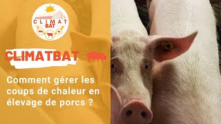 CLIMATBAT - comment gérer les coups de chaleur en élevage de porc ?