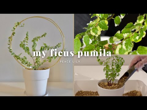 ススキ「プミラ」 植物