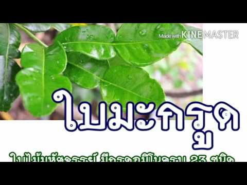 วิธีการที่จะกระตุ้นผู้หญิงยาพื้นบ้าน ผลิตภัณฑ์เสริมสร้างความแข็งแรง