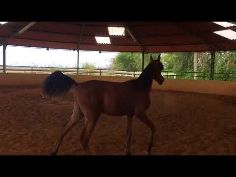 Potro Lindo - Angelus El Madan filho de Shakar Pegasus