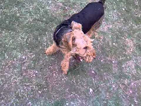 kevingala lobisamigos