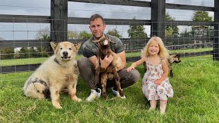 When Phil The Malamute Met Goats! (Cutest Ever!!)