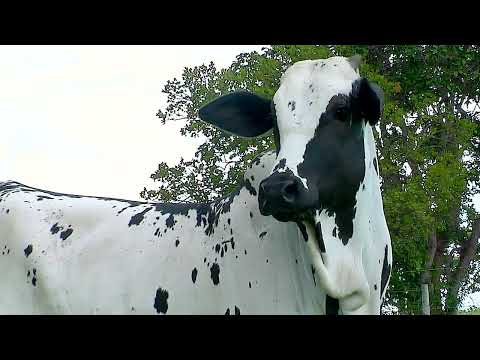 GENELORE - NELORE - DIFUSORA FIV DA GENELORE - ADCR 220