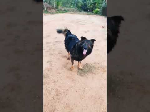 Charlie ❤️  #doglover #dogs