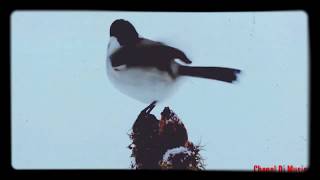 Download lagu Salinan dari Dj Music 2018 || Dj aisyah maimunah jamilah versi akimilaku yang enak d dengar mp3 Download lagu Salinan dari Dj Music 2018 || Dj aisyah maimunah jamilah versi akimilaku yang enak d dengar mp3