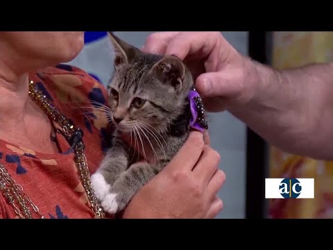 Keeping pets safe this Halloween - YouTube