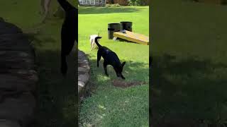 Video preview image #1 American Pit Bull Terrier-Unknown Mix Puppy For Sale in Germantown, OH, USA