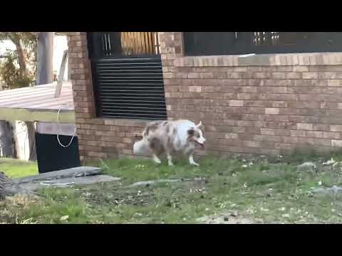 Douady Rabbits and Kaos