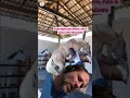 Horse Cock
