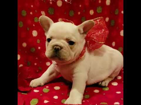 Aries the French Bulldog