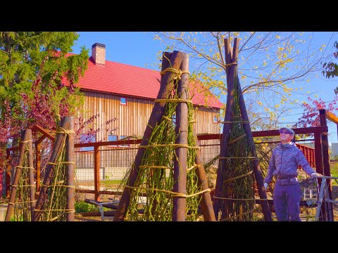 キョウチクトウは霜を恐れますか？冬に低木を保存するにはどうすればよいですか？  庭園