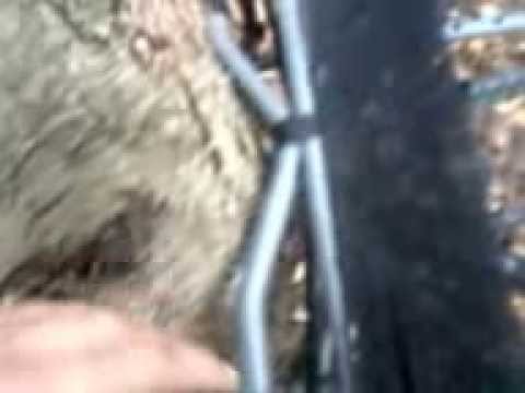 Ol'Man Grand Multi-Vision climbing stand review