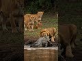 Strong Lion Vs Crocodile Shorts Animals Animalschannel