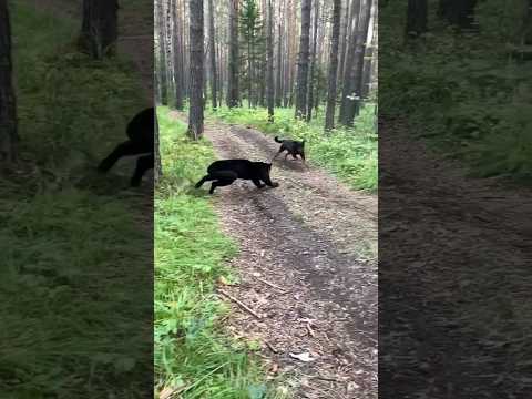 Black Panther Hunting 😍 | Hunting Tips 😀#hunting #blackpanther #2023