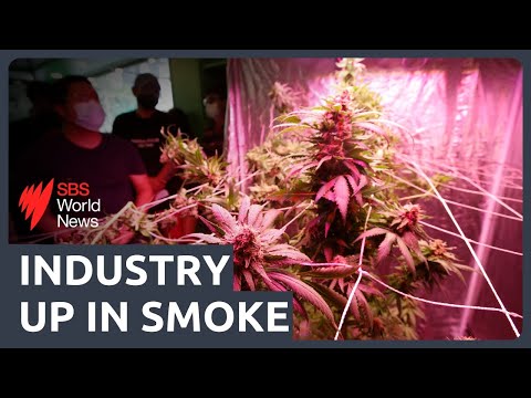 The come-down from Thailand's decriminalised cannabis experiment