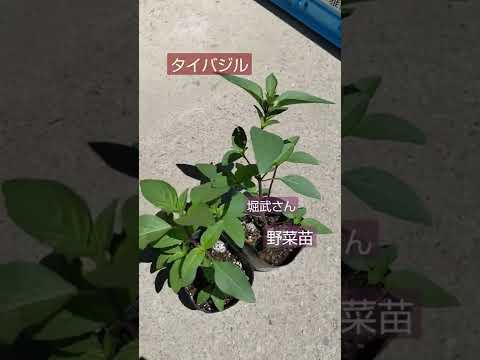 タイバジル 植物
