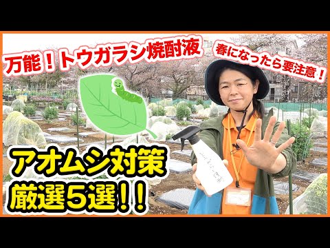 アブラムシ キャベツ 白酢 祖母の治療法