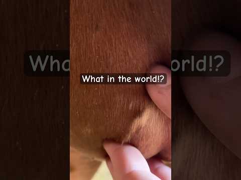 Giant Splinter removal! #horse