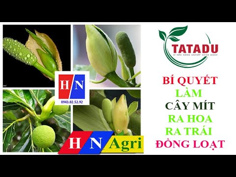 BÍ QUYẾT LÀM HOA LÀM TRÁI ĐỒNG LOẠT CHO CÂY MÍT - PHẦN HAI