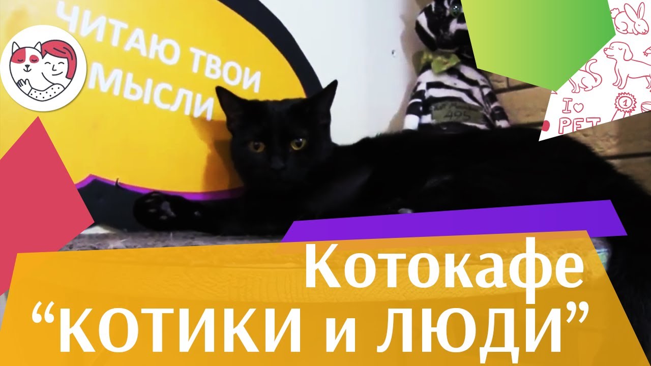 Котики и люди на ilikepet