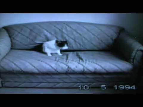 Coldplay vs Robert Miles Viva La Vida Children ( Music Video funny cats & dogs )