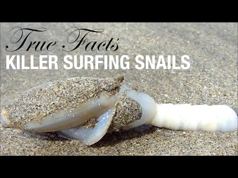 True Facts: The Killer Surfing Snails