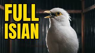 Download lagu Jalak Putih Jantan gacor Mompa - Masteran Burung jalak Putih Anakan mp3