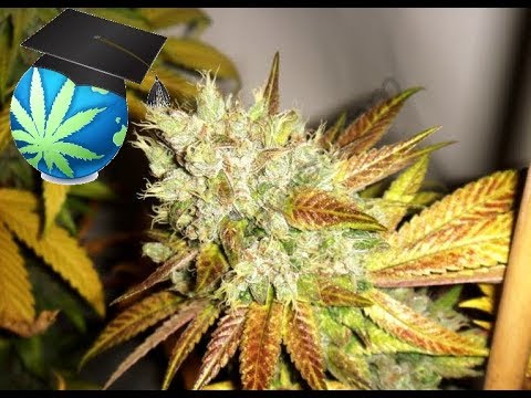 Learn To Spot Heat or Cold Stress In Cannabis Plants + Advanced Temp Tricks