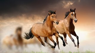 APACHE The Shadows - Beautiful HORSES