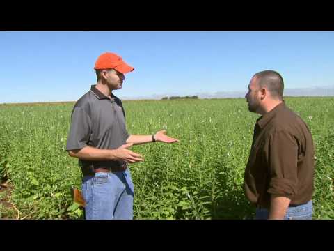 Sesame Production and Weed Control