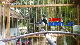 Download lagu Pancingan Glatik Batu Paling JITU,,,Dijamin Glatikmu Pasti Langsung Ikut NYAUT BUNYI mp3