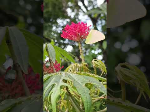 lorica también es sentimiento 🥰🌹