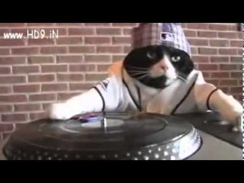 Video Lucu Kucing DJ - Funny Video DJ Cat