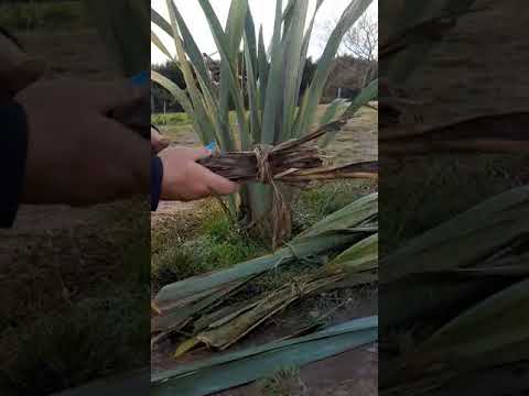 Video: How to prepare your rau harakeke
