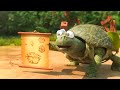 Jungle Bunch Flight Over A Lettuce Nest 🪹 FOR KIDS WOW CLUB