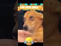 Jack Pandiii Dubbing Dappa Funny Dog Shorts Comedy Shortsfeed Animalvideos Doglover
