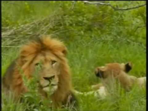 WildEarth Djuma Mating Lions #2 23-Nov-07