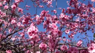 Bees working hard in Grass Valley