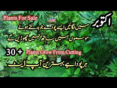 30 + plants grow from cutting in October How To Grow Permanent Plants From Cutting #TheFlowerBox