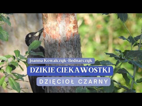 Dzikie Ciekawostki - Dzięcioł czarny | Ptaki | Las | Joanna Kowalczyk-Bednarczyk