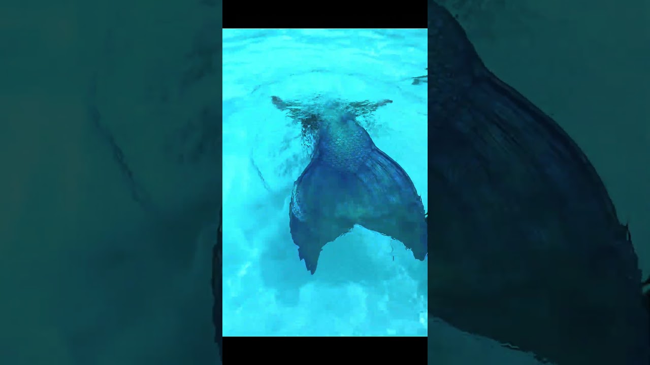 Promotional video thumbnail 1 for Mermaid Magic Planners