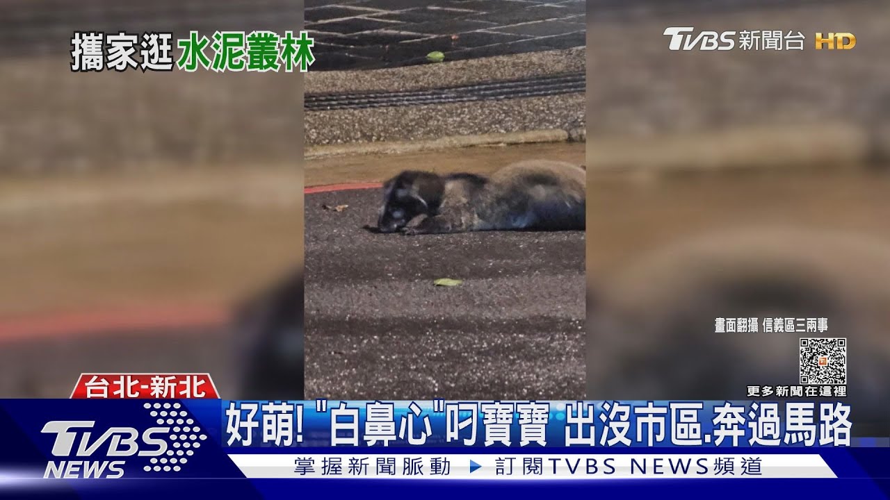 好萌! 「白鼻心」叼寶寶出沒市區、奔過馬路