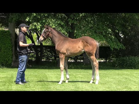 【セレクトセール'25】上場番号483 ラブディランの2025（父ブリックスアンドモルタル）