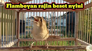 Download lagu Flamboyan gacor nyerecet nyiul mp3