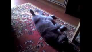 preview picture of video 'Пылесосим вислоухого кота (Барсик vs Пылесос)'
