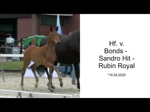 Hf v Bonds x Sandro Hit x Rubin Royal 2020