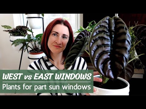 20 Part Sun Houseplants | Houseplants for West Windows vs East Windows