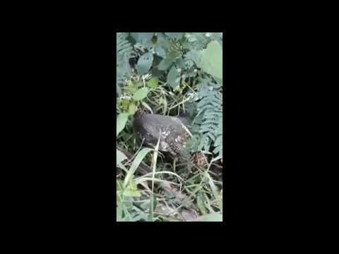 Monitor lizard eating Viper snake