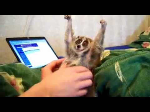 NDK - Good Sensi (smoke weed) z obrazkami :)