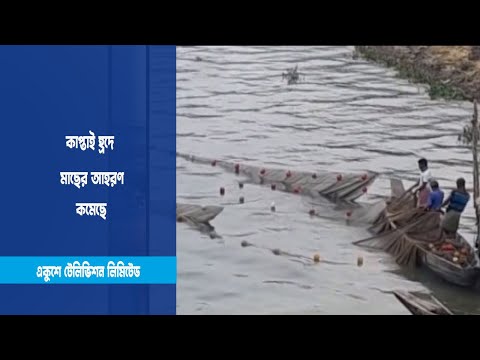 কাপ্তাই হ্রদে মাছের আহরণ কমেছে
